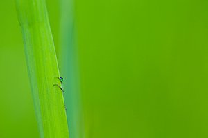 mm-be-20090516-MSC 0750