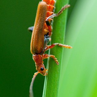 20090514--Bearbeitet-2