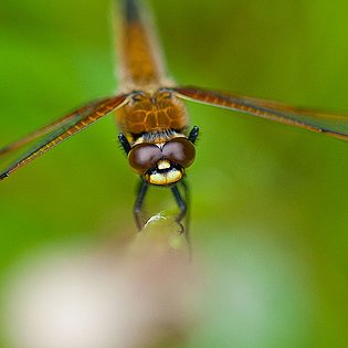 20090514--Bearbeitet-3