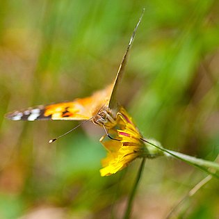 20090516--Bearbeitet-2