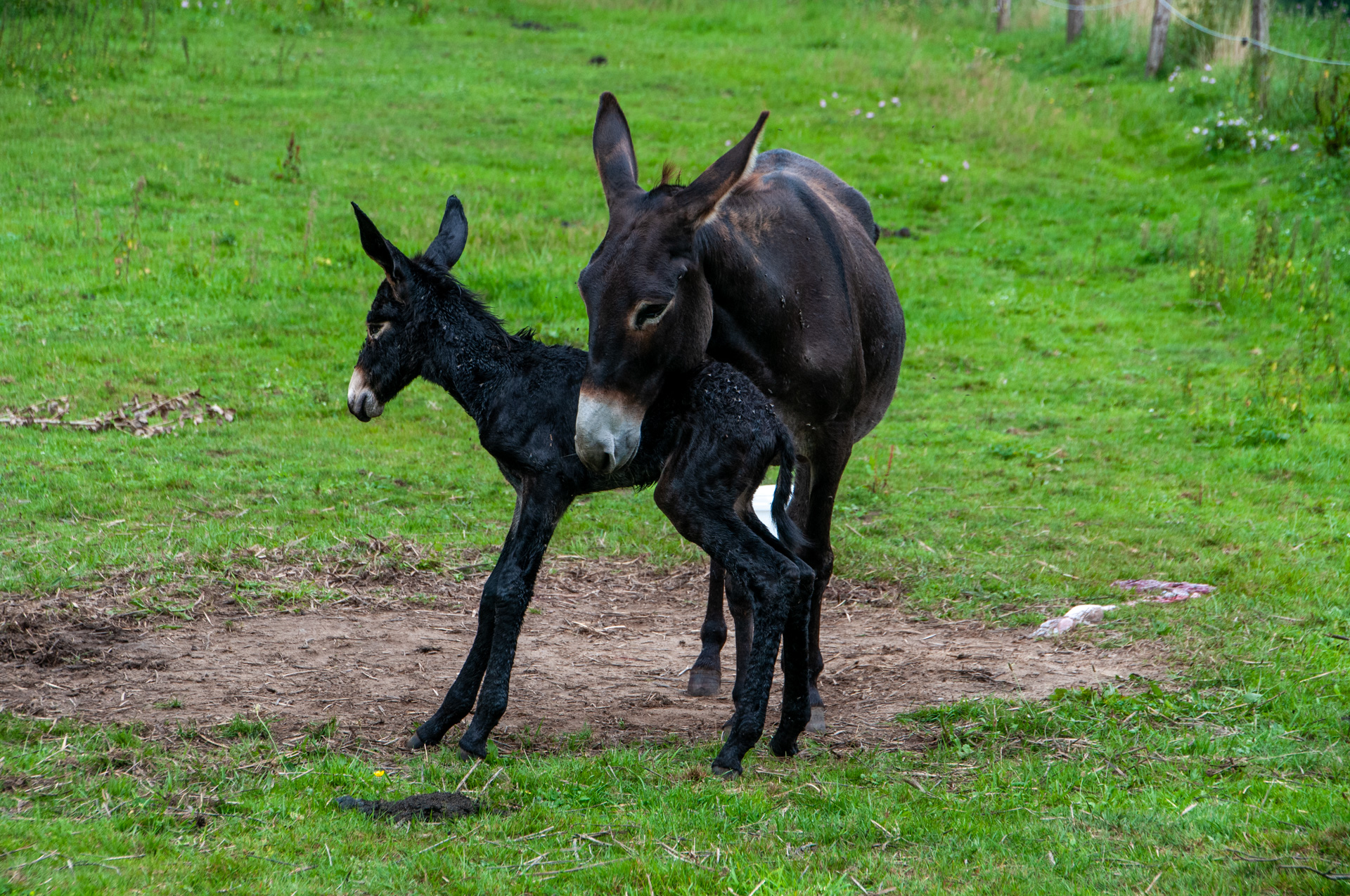 Das Foto entstand kurz nach der Geburt