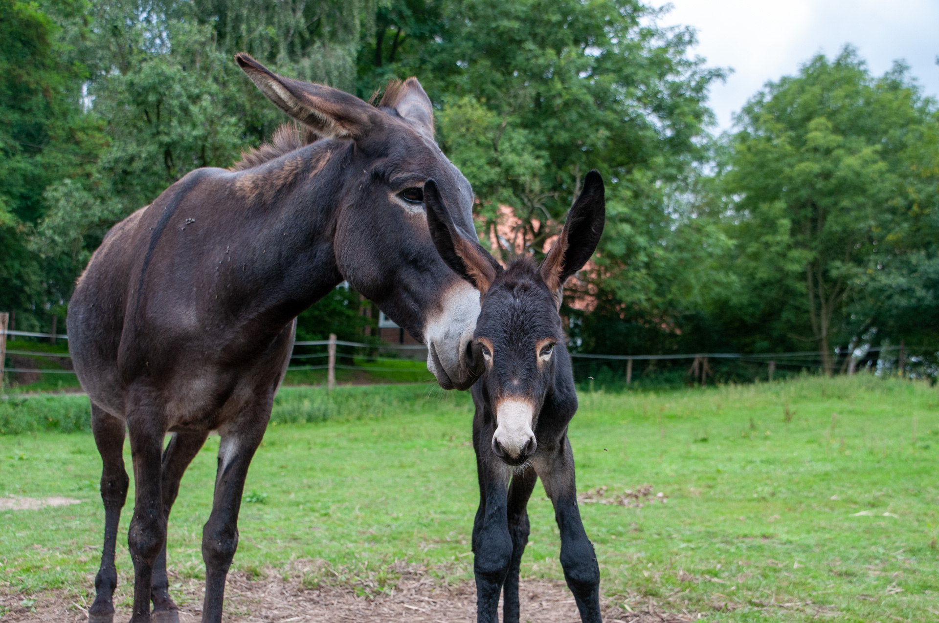 Meggi war und ist die perfekte Mutti 