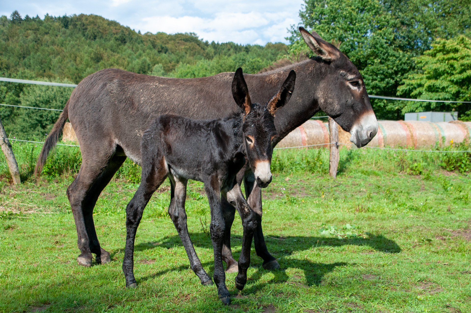 Allerdings erstaunte uns - wenige Stunden nach der Geburt - die Größe...