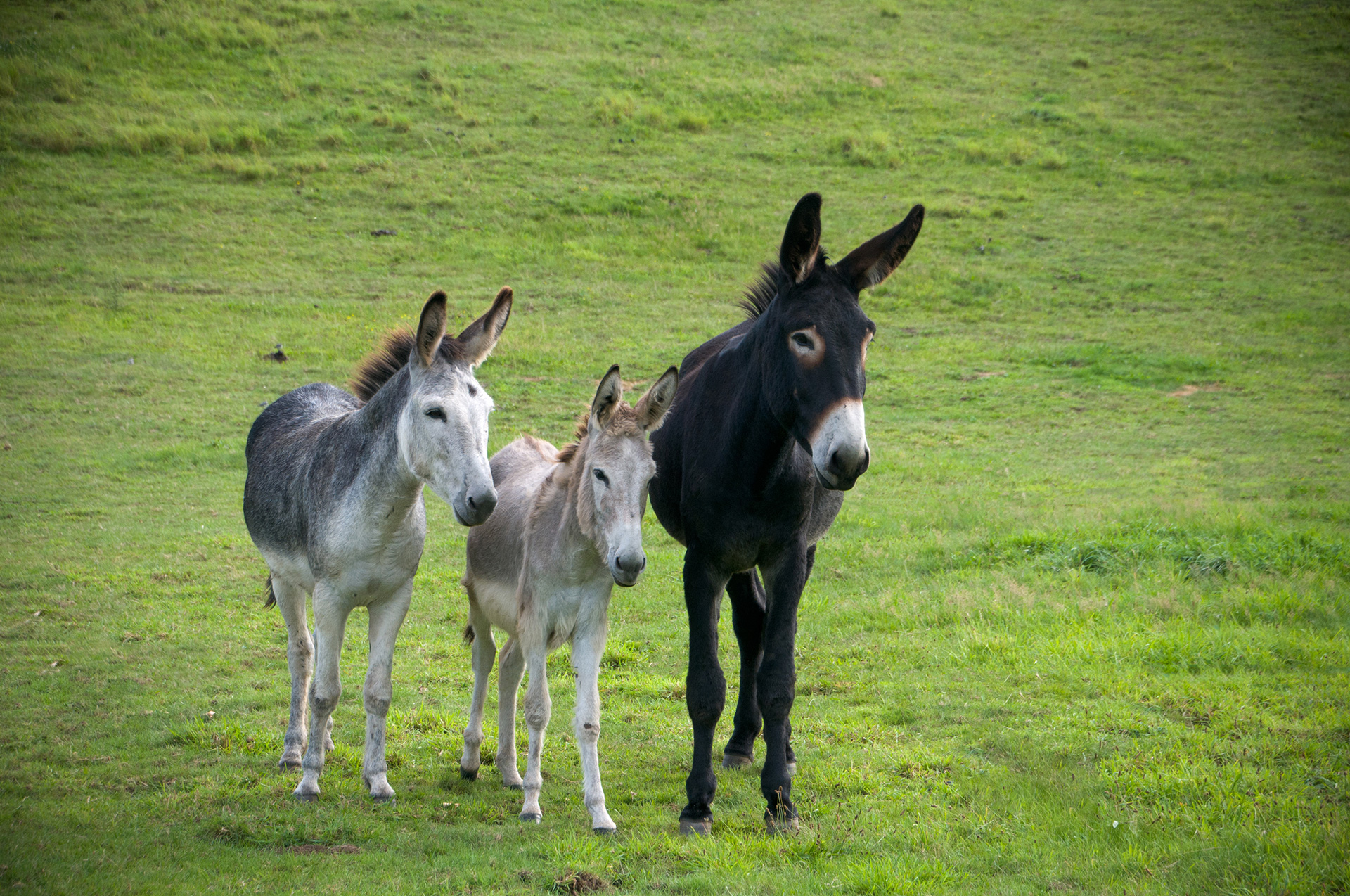 Jasper, Nele, Durango