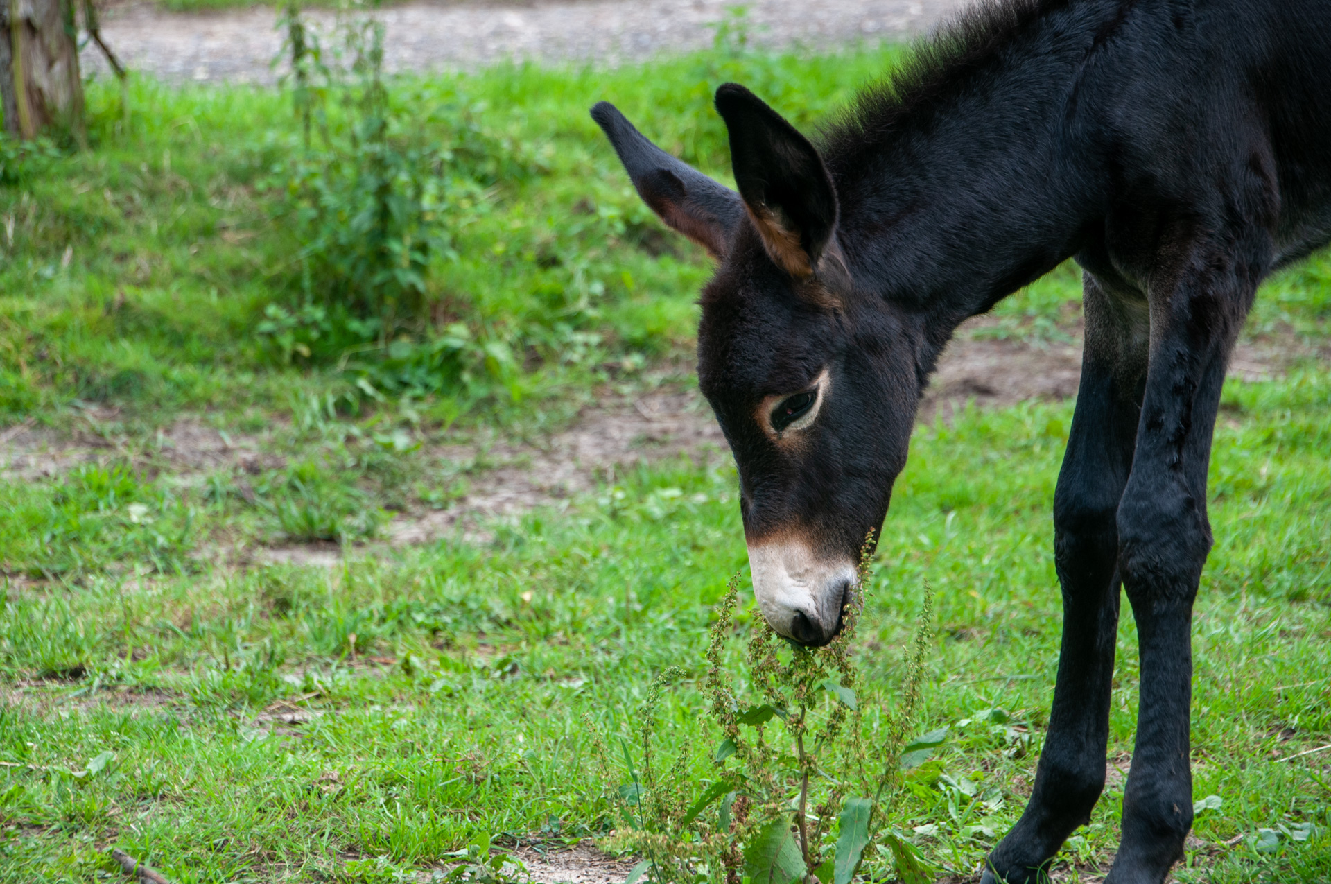 und wuchs und wuchs....