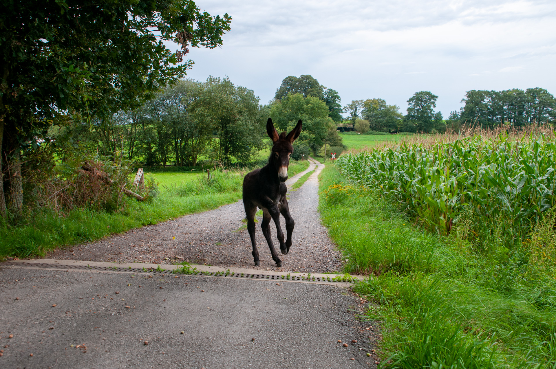 Seine erste Bodenrinne...