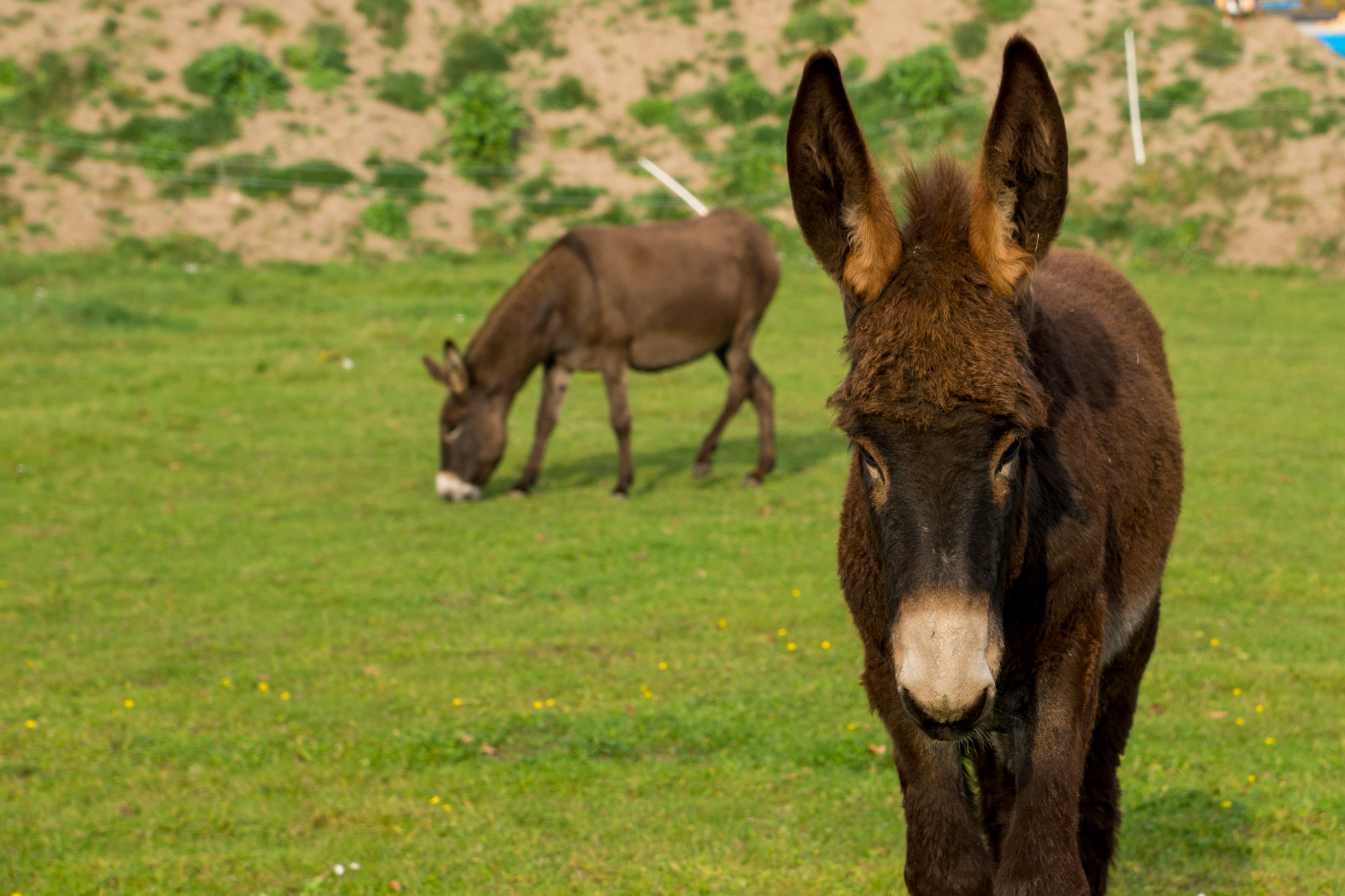 Und war wenige Wochen nach der Geburt schon größer als die Mutter