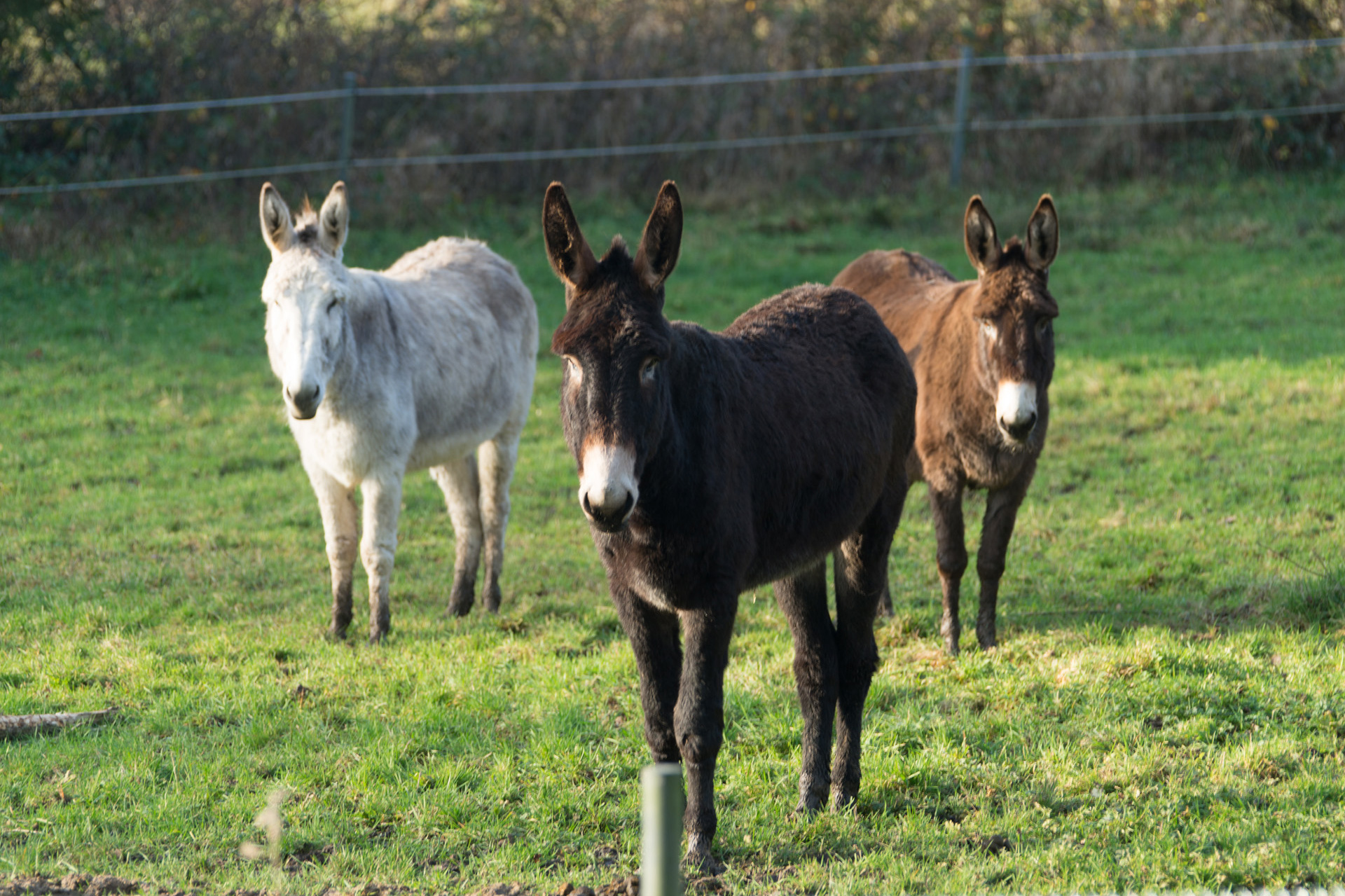 Aus dem kleinen Bali wurde ein stattlicher Großesel
